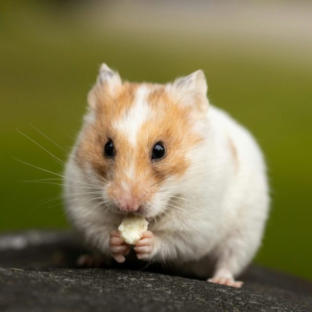 pexels-sharon-snider-2339082-4520484 https://petpalaceusa.net/site/wp-content/uploads/2025/02/pexels-sharon-snider-2339082-4520484-scaled-e1749069531606-640x640.jpg