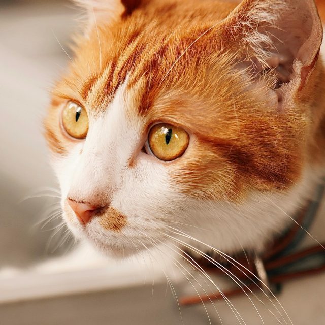 For The Cats https://petpalaceusa.net/site/wp-content/uploads/2025/05/For-The-Cats-640x640.jpeg