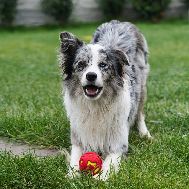 For the Dogs https://petpalaceusa.net/site/wp-content/uploads/2025/05/For-the-Dogs-640x640.jpeg