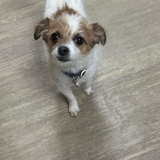 https://petpalaceusa.net/site/wp-content/uploads/2025/05/Shop-Dog-Ollie-320x320.jpeg