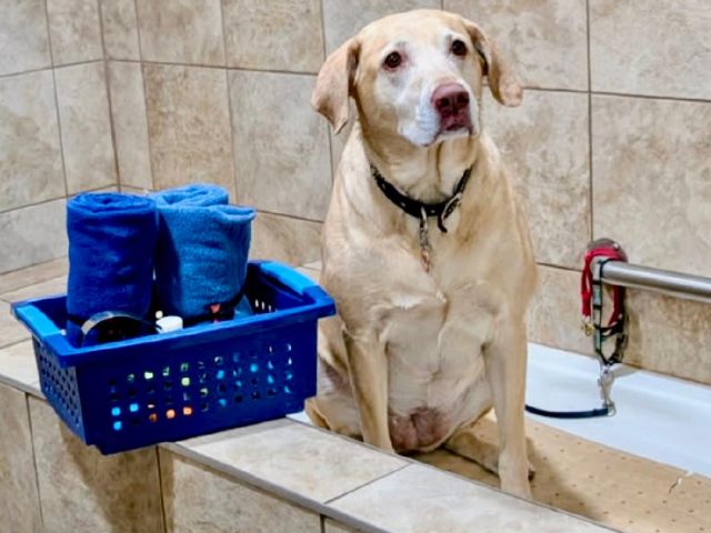 https://petpalaceusa.net/site/wp-content/uploads/2025/05/website-dogwash-640x480.jpeg