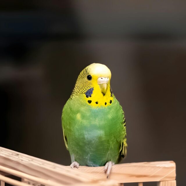 pexels-emre-ozyemisci-2152378704-32379194 https://petpalaceusa.net/site/wp-content/uploads/2025/06/pexels-emre-ozyemisci-2152378704-32379194-e1750103880607-640x640.jpg