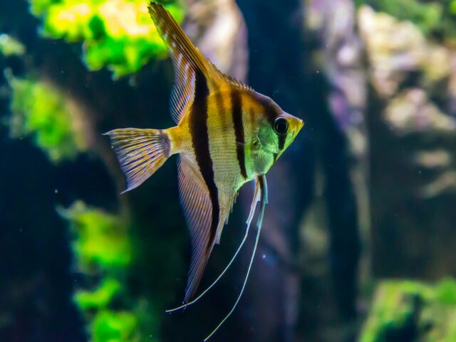 pexels-fahad-alani-789729-1677116 https://petpalaceusa.net/site/wp-content/uploads/2025/06/pexels-fahad-alani-789729-1677116-640x480.jpg