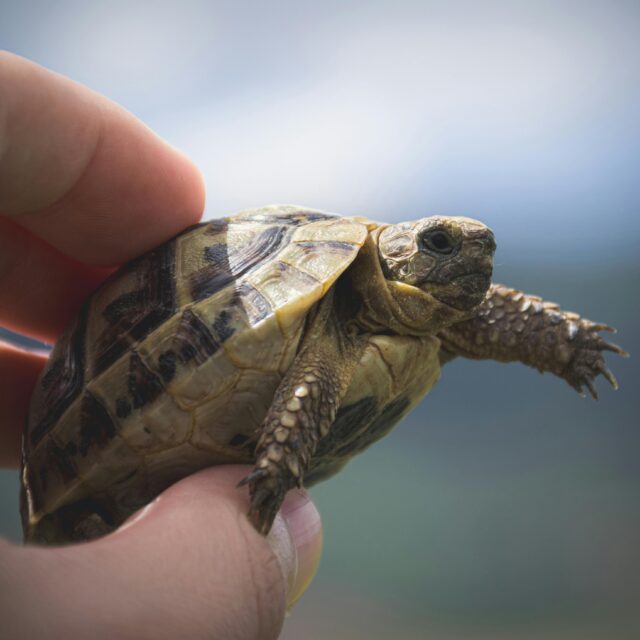 pexels-mahmoud-yahyaoui-28359778 https://petpalaceusa.net/site/wp-content/uploads/2025/06/pexels-mahmoud-yahyaoui-28359778-640x640.jpg